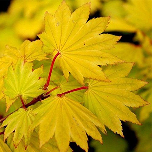 Special Deal Acer Shirasawanum Aureum Golden Leaf Full Moon Japanese Maple Amazon Co Uk Garden Outdoors