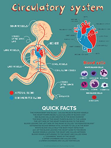 Human Heart Anatomy Poster for Kids (Cardiac and Circulatory 18X24in Science Poster for Children, Photo Paper)