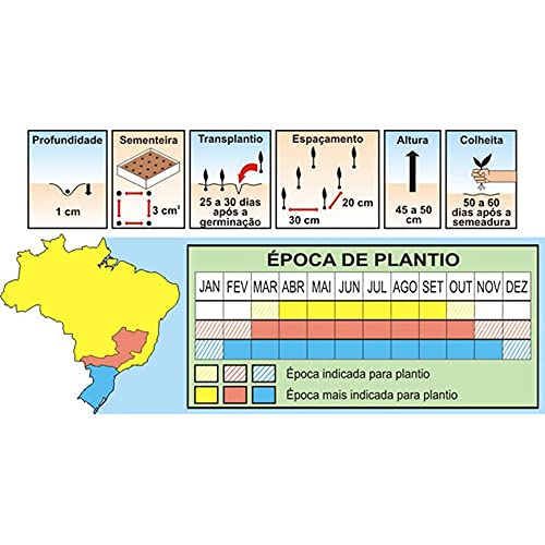 Sementes de Almeirão Catalonha Pcte C/ 100 Gramas