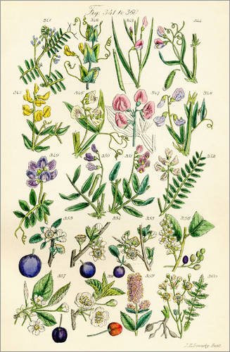 Posterlounge Lienzo 20 x 30 cm: Wildflowers Sowerby