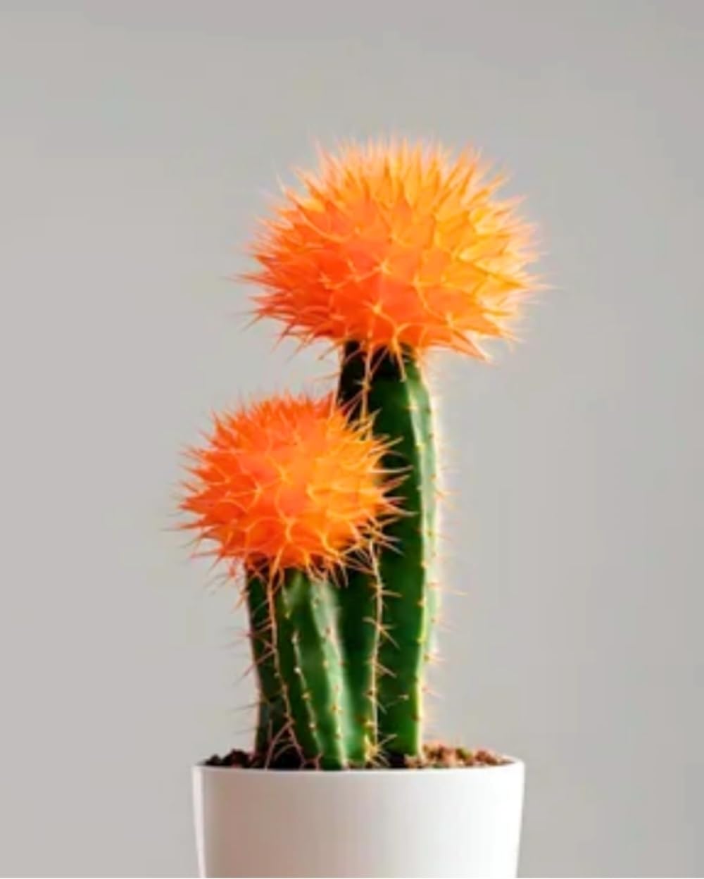 Moon Cactus - Orange [Best For Gifting]-image-34