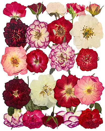 Rose Pressed Flowers for Crafts TrendCart Real Natural Dry Pressed Flowers for Resin Molds Nails Art Candle Making Phone Cases DIY Art Crafts Jewelry Making