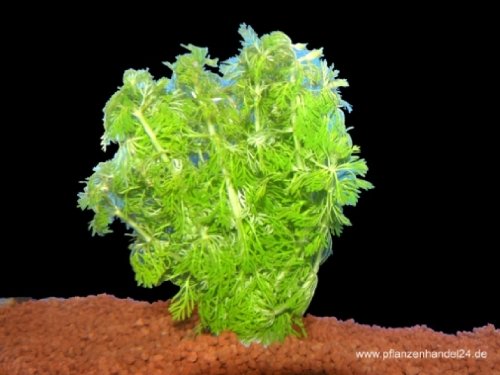 5 Bunde Limnophila sessiliflora, kleine Ambulia