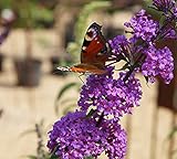 Artländer Pflanzenhof