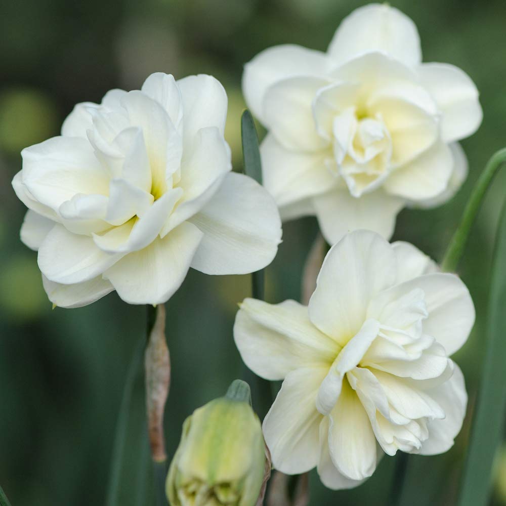 Daffodil Bulbs Hardy Spring Highly Fragrant Ivory Double Flowers, Spring Garden Plant, Low Maintenance and Easy to Grow, 8 x Daffodil (Narcissus) Rose of May Bulbs by Thompson & Morgan