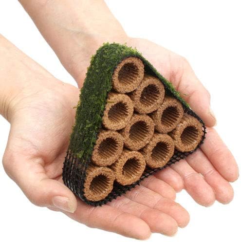 水草 巻きたて ライフマルチ 茶 ウィローモスコテージ 大 水中葉 無農薬 １個