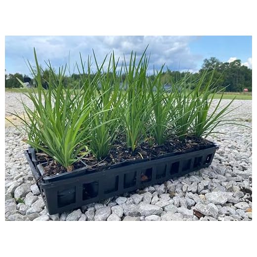 Liriope Spicata Groundcover Plants