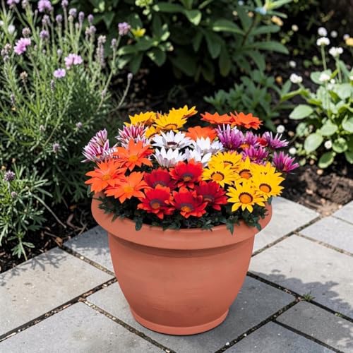 Carbeth Plants 6 Pack Gazania Mix Colourful Bedding Plants