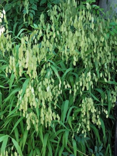 Perennial Farm Marketplace Chasmanthium latifolium (Northern Sea Oats) Ornamental Grass, Size-#1 Container, Deep Green Leaves
