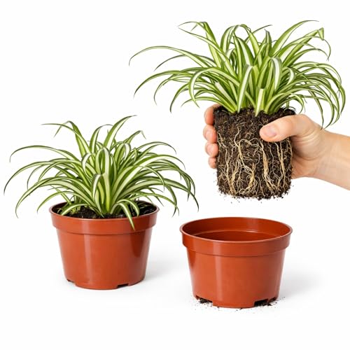 Easy to Grow Spider Plant Variegated 2 Full Size Potted Plants - Large Established Houseplants in 4 Quart Pots - Indoor Outdoor Low Maintenance Air-Purifying (Not Starter Plugs)