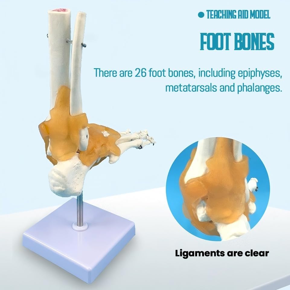 Human Foot Joint Model with Ligament, 1:1 Foot Skeleton Anatomy Model, with Ligament Ankle, for Medical Teaching, Educational Anatomy Study.