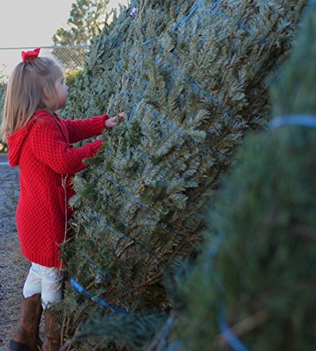 Nordmann kerstboom 150–175 cm – Vers, gezaagd & duurzaam thuisbezorgd