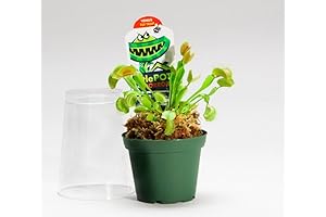 Carnivorous Venus Fly Traps: A Thrilling Living Experience