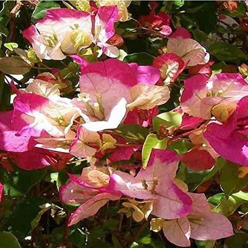 Zomoloco_Bougainvillea Plant-Bougainvillea Chitra 1 Healthy Live Plant With Plastic Bags (B0BHSQBTXM) Amazon Price History, Amazon Price Tracker