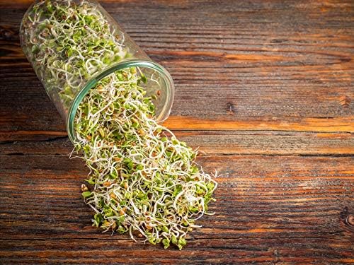 Miniatura 5 de Semillas de rábano orgánico para germinar, 8 onzas, sin OMG, semillas comestibles, puras, veganas, kosher, a granel. Sabor picante. Ricas en