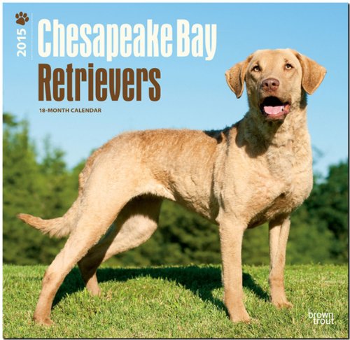 Chesapeake Bay Retrievers 2015 18 Month Calendar Calendar – Wall Calendar