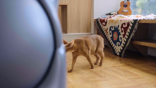 猫自動トイレ 大型 自動清掃 臭いが漏れにくい スマホ管理 FEELNEEDY Amazon | 猫自動トイレ 大型 自動清掃 臭いが漏れにくい スマホ管理 猫