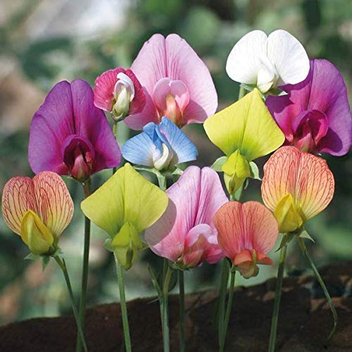 Golden Hills Farm® (AVG 50-500) seeds Sweet Pea Flower F1 Hybrid Seeds (B093QHXT1X) Amazon Price History, Amazon Price Tracker
