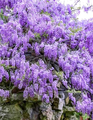 15PCS Blue Moon Wisteria Seeds Perennial Vine Seeds Heirloom