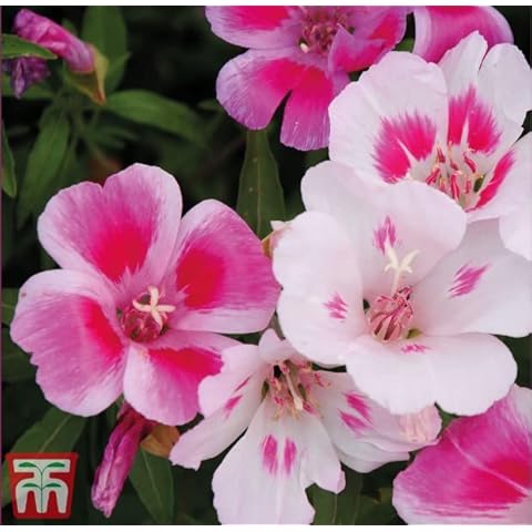 Thompson & Morgan Clarkia 'Little Frills Mix' Seeds Cover