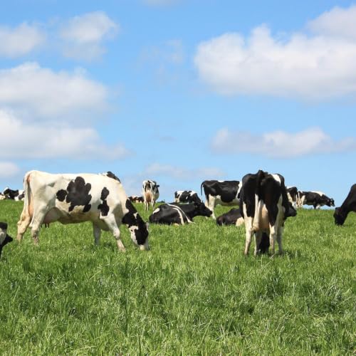 Outsidepride All-Purpose Pasture Seed Mix - 5 lb. Perennial Drought-Tolerant & Fast-Growing Pasture Seeds for Planting Abundant Forage Grass & Clover Great for Grazing Livestock & Hay Production