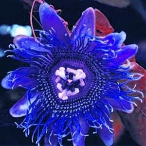 . 10pcs Bonsai Passiflora colore della miscela di bei fiori piante Passione rara bonsai fiore di DIY mini giardino: 9: Only Seeds