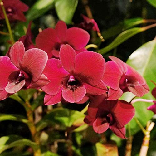ROYAL LAND Dendrobium Orchid Live Plant Christmas RED Variety 1 Blooming Size Healthy Live Plant (B083JK4T63) Amazon Price History, Amazon Price Tracker