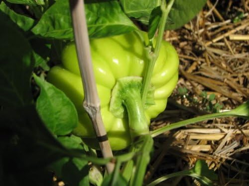 Miniatura 5 de 100 Pimiento Pimiento (rojo dulce PimientioItalianelleQueso, Asado, Freír Pimienta) Capiscum Annuum