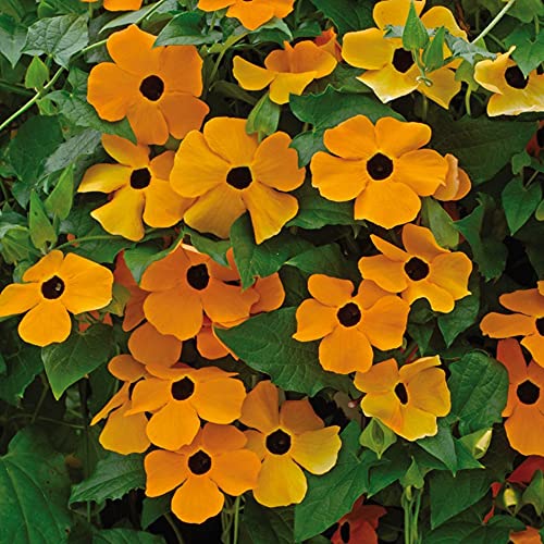 Organic Climbing Flowers Seeds Black-Eyed Susan Vine (Thunbergia alata) Yellow.
