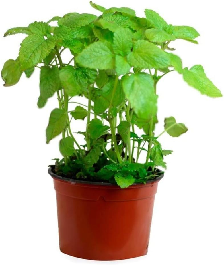 Hierbabuena - planta aromática viva- maceta 13cm