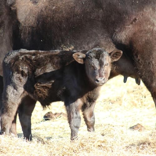 Things on the Farm copertina