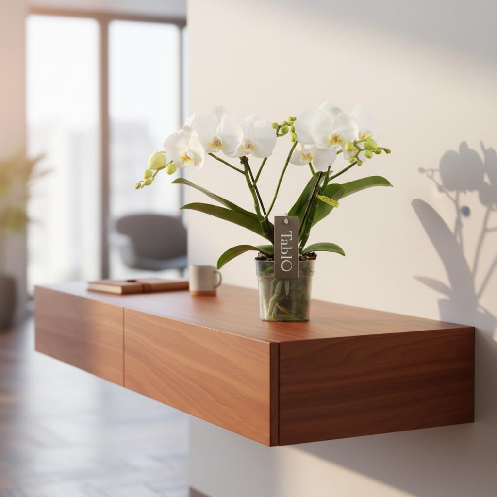 Phalaenopsis Tablo Champagne Opti-flor Orchidee