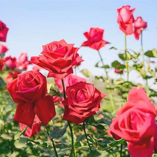 Image of Hidden Enterprise Red Rose Live Flower Plant | 1-2 Ft Healthy Decorative Outdoor & Indoor Garden Plant | Fresh Blooming Rose Sapling for Home Balcony Terrace Gardening | (Without Pot)