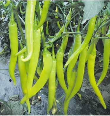 FST Seeds China- Chilli Pepper YU Jing NO 2, Hybrid Seeds, 10GM Seeds Pack(400++ Seeds) Hybrid VTY Sold by SEEDSCARE India