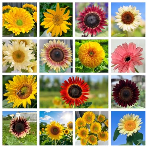 1,000 Semillas de Girasol Mixtas para Plantar, Heirloom No-GMO, Paquete de 15 Tipos Diferentes de Semillas Mixtas para Atraer Polinizadores como Colibríes y Abejas (1 Paquete)