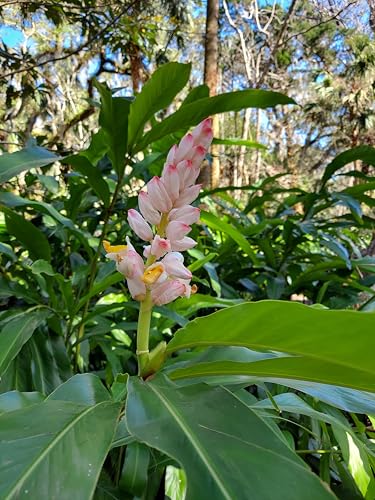 Shell Ginger Live Plant with Rhizomes and Stalk, Alpinia Zerumbet, 10 Stalks Bulk