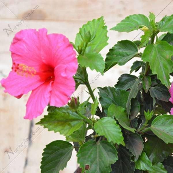 Image of Hibiscus Rosa-Sinensis Live Plant with Pot | Pink Gudhal Flowering Plant | Live Hibiscus Plant for Home Garden, Balcony & Terrace