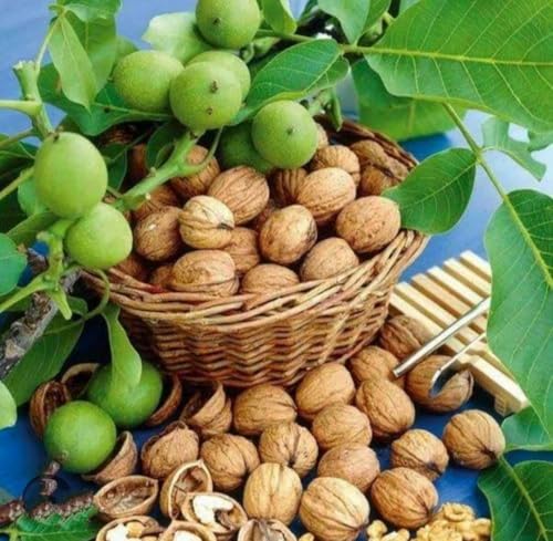 Image of Nut N Dry Premium Kashmiri Walnuts 1kg | Inshell walnuts | Natural & Crunchy Dry Fruits | Derect from kashmir | walnut with shell | akhrot with shell | (1kg Family Pack)