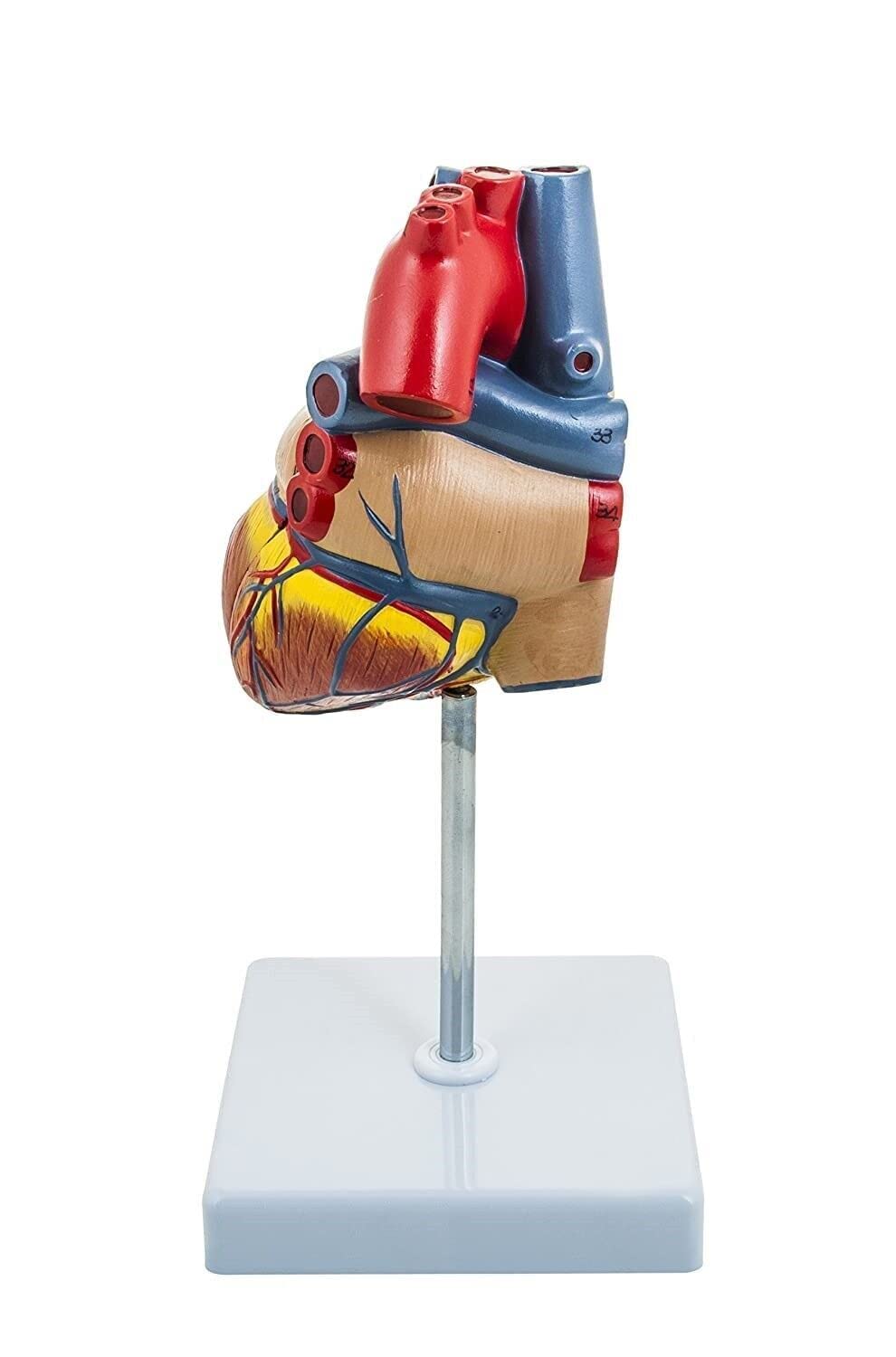 SAINI_MEDICOS Modello Anatomico Cuore Umano, 2 Parti, Dimensioni Naturali Deluxe, Mostra Quattro Camere