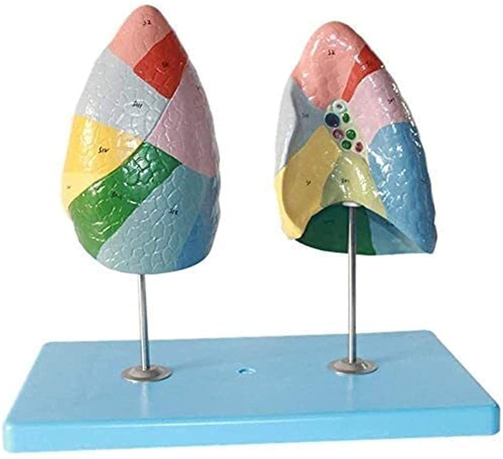 Medical Model Body Human Torso Model Educational Model Anatomy Of The Human Body Model Of Human Lung Anatom