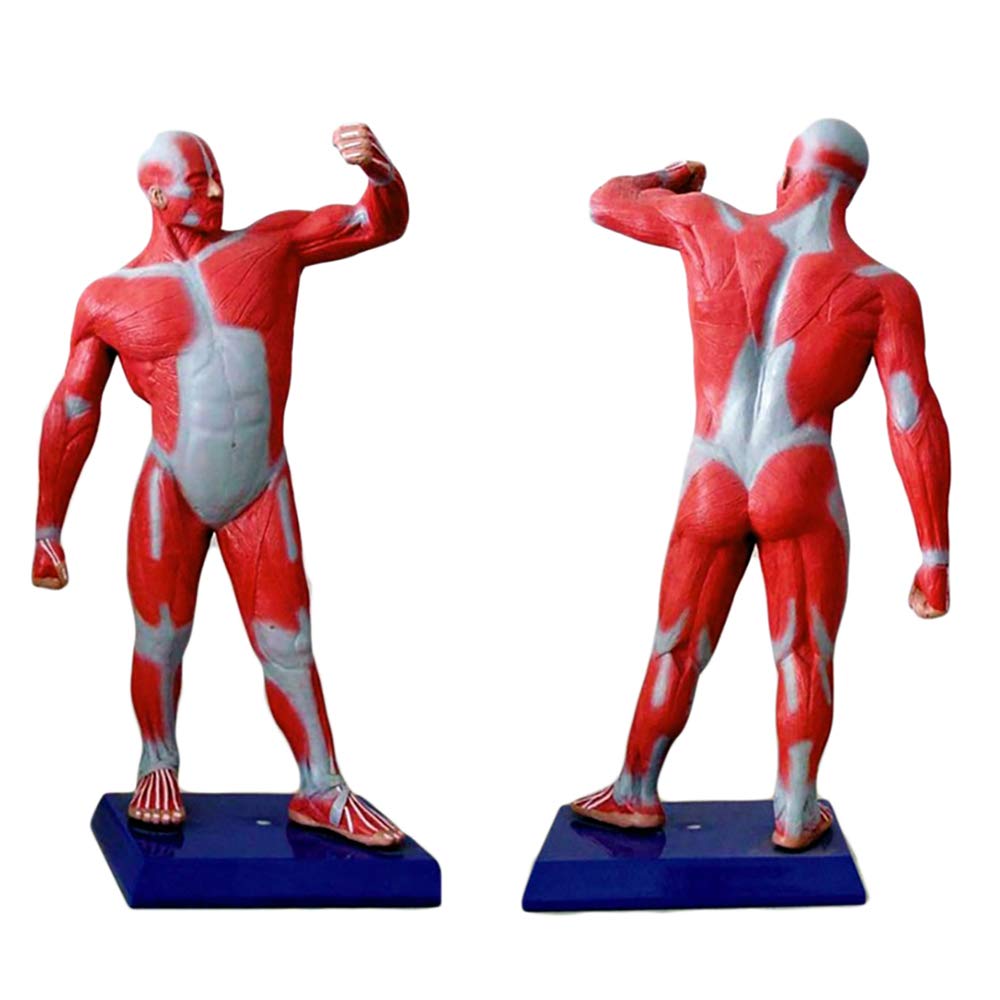 Buy 50 Cm Human Muscle Figure Miniature Human Muscle Movement Display