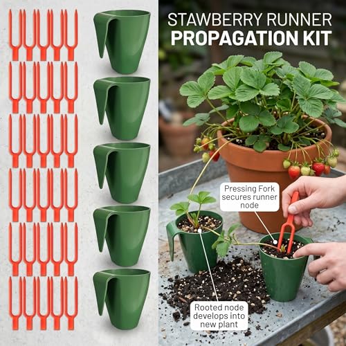 Set de 20 Vasos para Propagación de Fresas con 50 Forquetas de Presión miniatura 3