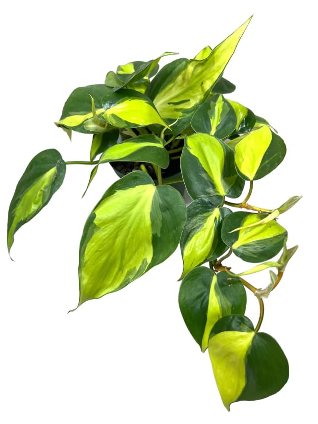 Philodendron Brasil Natural Planta de Interior Fácil de Cuidar con Hojas Colgantes
