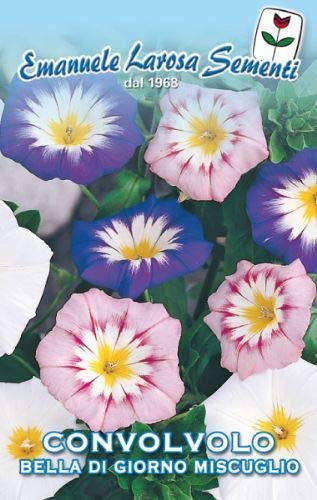 Larosa Dwarf Morning Glory Convolvolo Bella Seed