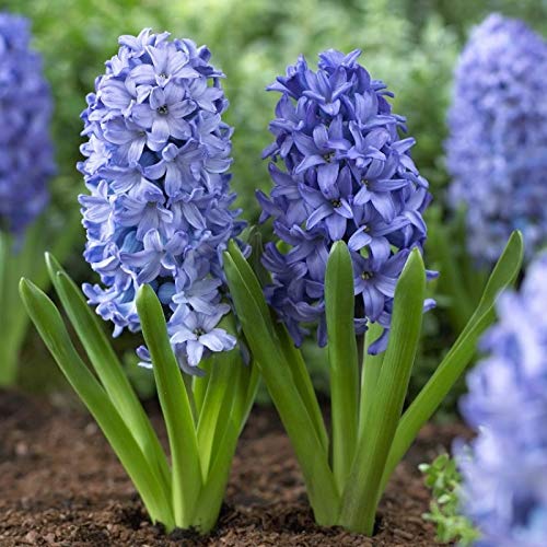 Live Green Hyacinth Blue Flower Bulbs for Gardening Multi-Qty Packs (Set of 1 Bulbs) (B0BPR1FYF5) Amazon Price History, Amazon Price Tracker