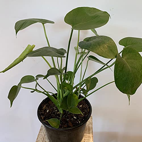Monstera Deliciosa Plant - Live Plant In A 6 Inch Pot - Monstera Deliciosa - Beautiful Easy To Grow Air Purifying Indoor Plant #TOP1