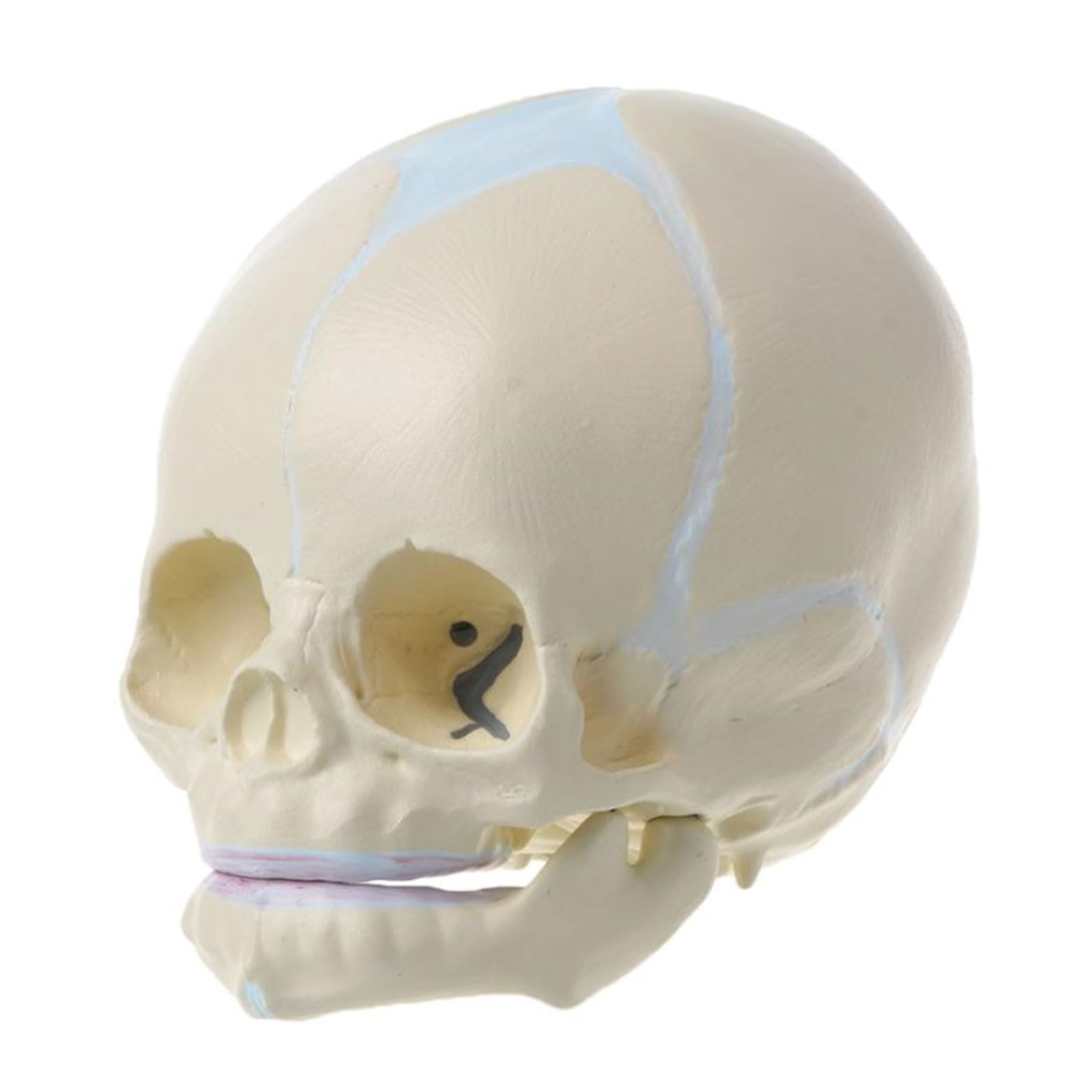 Badanie w klasie Ludzki płód Medyczna czaszka Anatomiczny model szkieletu Nauka Materiały dydaktyczne do nauczania nauk medycznych