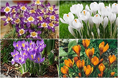 Floriculture Greens Winter Bulbs IMP. Crocus/Saffron A Grade Hybrid Quality Pot & Land Growing Bulbs (Pack Of 1 Multi Mix) (B09B6D73HN) Amazon Price History, Amazon Price Tracker