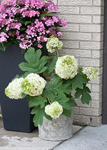 Gatsby Moon Oakleaf Hydrangea (Quercifolia) Live Shrub, White To Green Flowers, 1 Gallon #TOP5