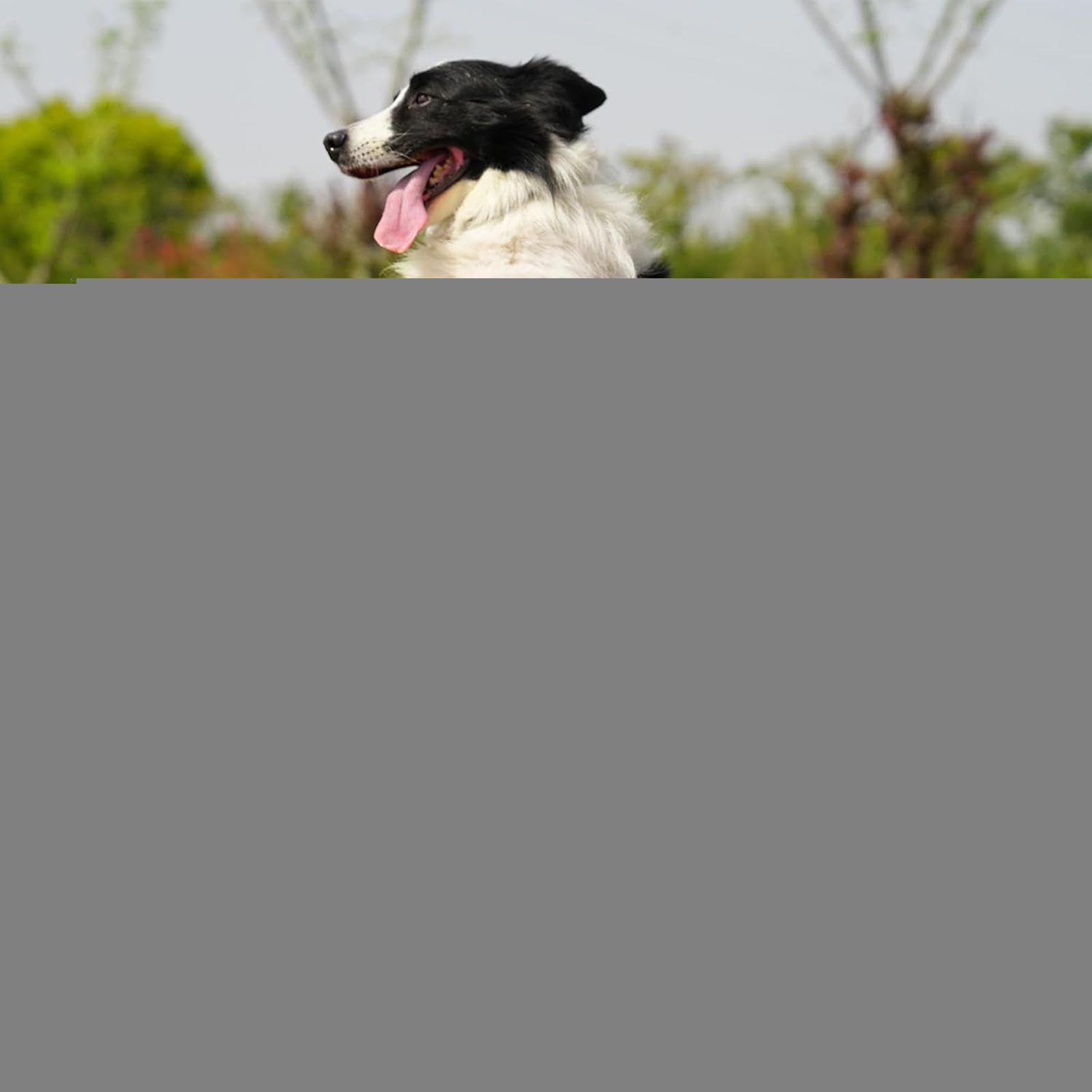 à Balles pour Chiens Animal Anti-morsures Exercices Portables Mâcheurs